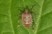 Рабочая группа Министерства сельского хозяйства РА провела прием и утилизацию мраморного клопа.