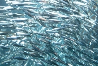 1688 тонн хамсы уже выловлено в этом году в Абхазии.