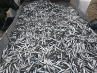 21 тысячу тонн хамсы  выловили в путину 2023-2024 гг.